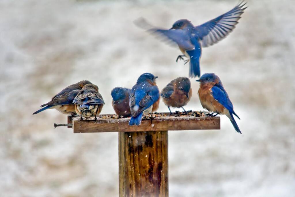 Bluebirds Nest 10 Min To Avl Biltmore Hot Tub Cont Bkfst Sparkling Water แอชวิลล์ ภายนอก รูปภาพ